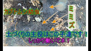 [イチゴ]本植え用の[土づくり]