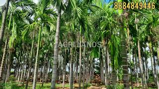 2Acre 38Gunta Arecanut plantation for sale | Hiriyur | 8884849446