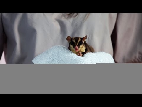 Why Sugar Gliders Are Illegal in Places | Sugar Gliders Why Sugar Gliders Are Illegal in Places | Sugar Gliders