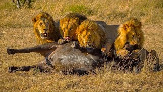 Merciless Moments When Male Lions Attack Their Prey