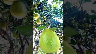 Pomelo Fruit #wow #trending #pomelofruit #viral #fyp #amazing #shorts #youtubeshorts