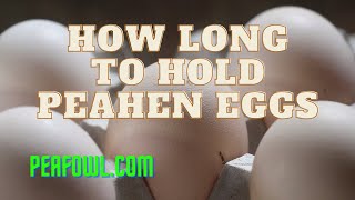 How Long To Hold Peahen (peacock) Eggs, Peacock Minute, peafowl.com