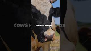 Cows Have BFFs? Udderly Adorable!