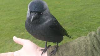 Jackdaw content to chill, offers me food