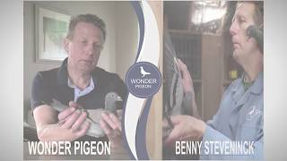 #wonder_pigeon #BennySTEVENINCK  wonder pigeon interview with Benny STEVENINCK