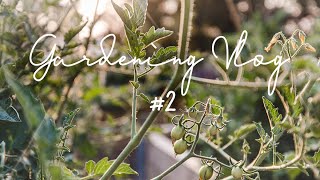 Gardening Vlog 2 | Pickled Cucumbers, staking tomatoes, planting shiso