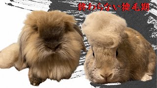 587【終わらない！？】大換毛期が全然終わりません　長毛・短毛うさぎのブラッシング　～I did brushing to bunnies ! they has lots of extra fur ～