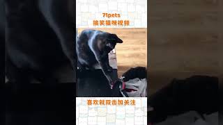 猫咪的迷惑行为#搞笑猫星人 #喵星人 #动物成精   抖音