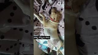 🐕గాఢ నిద్ర మా వాడికి🐕#shortsvideo #luna #doglover