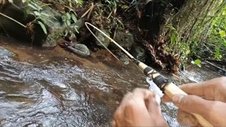 Mancing Disungai Arus Deras!! Full Strike Ikan Babon @AceSober-mk4bt