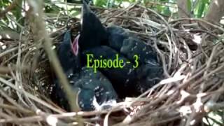 Young Koel Birds Under House Arrest: Episode -3 \