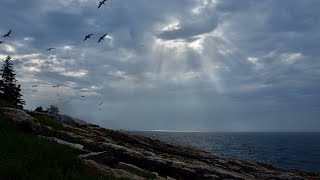 Retreating to the  Maine Coast