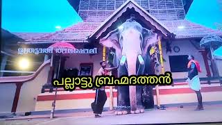 പല്ലാട്ടു ബ്രഹ്മദത്തൻ വരുന്നു നടക്കാവ് ഭഗവതി ക്ഷേത്രതിൽ