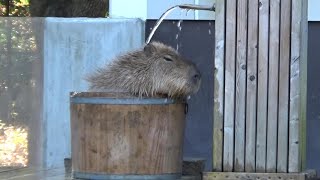 桶風呂にスッポリはまるカピバラさん【カピバラ温泉♨】Cute capybara hot spring【Cute animal videos】【智光山公園こども動物園】