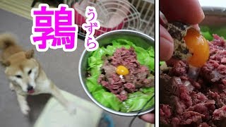 柴犬小春　【催促激化】初体験ウズラの卵！と鹿肉と春キャベツのコラボが凄かった‼ASMR音フェチ・飯テロKoharu Meal Time: Quail Egg on Venison!