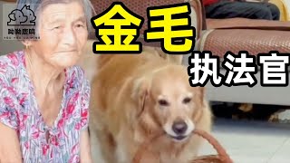 金毛狗警示不孝行為：農村奶奶得到智能伴侶，鏟屎官難逃懲罰#呦呦鹿鳴#寵物#小動物#毛茸茸#可愛#狗狗#貓咪#配糧#喵星人#汪星人#萌萌噠#餵食