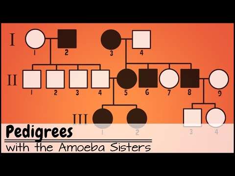 What information on a pedigree can tell you whether a gene?