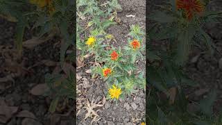 #safflower#safflowercrop#