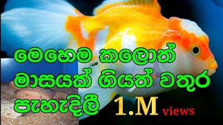 විසිතුරු මත්ස්‍ය ටැන්කියක් හදාගමු..how to meke fish tank