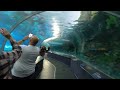 4k walk to explore ripley s aquarium of canada cn tower