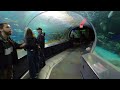 4k walk to explore ripley s aquarium of canada cn tower