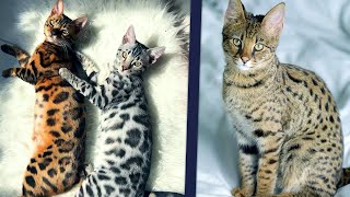 20 most expensive cats in world 2021
