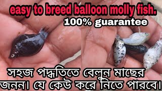 how to molly breed easily. কি করে আমরা সহজ পদ্ধতিতে বেলুন মলি প্রজনন করাতে পারবো?