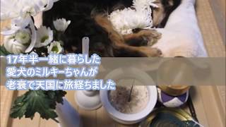 愛犬との別れ・老衰で安らかに永眠＞ミルキー今までありがとう