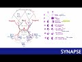 usmle step 1 Физиология зрительный путь