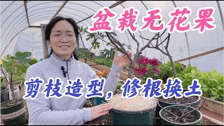 盆栽无花果剪枝造型，修根，换土，冬季室内小黑飞的预防。