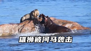 陸地雄獅，一入水中便化蟲，躲在巖石上還被河馬攻擊