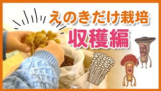 【きのこ栽培②】えのきだけ栽培〜収穫編〜えのきだけを家で収穫！🍄