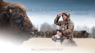 Wildlife Photography with BISONS - Białowieża National Park, Poland