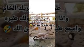 طياريات لتحريك البلبل الخام فول اوبشن لا تنسى الاشتراك في القناة لطفا 🔔