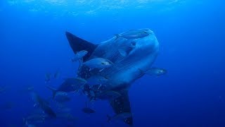 カンパチを引き連れで泳ぐ巨大マンボウ 神子元島 2019年4月14日