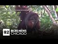 Wild orangutan observed treating wound with medicinal plant