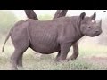 Outrage over hunt for endangered African rhino