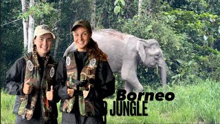 BORNEO JUNGLE ADVENTURE -3 DAYS🇲🇾KINABATANGAN RIVER 🐘🐊