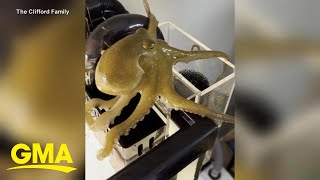 Father and son with a pregnant pet octopus speak out