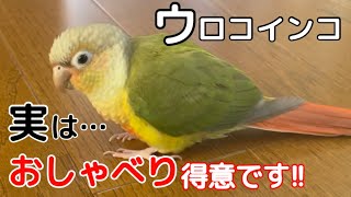 ７羽のウロコインコのおしゃべりがかわいい！お喋りの教え方もご紹介！