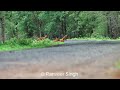 Most ferocious hunters of Indian junglesDhol - The Indian wild dog . Video by Ranveer Singh Gautam.