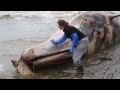 Science Today: Whale Strandings | California Academy of Sciences