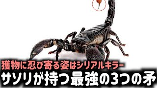 【甲冑を着たハンター】サソリが持つ3つの矛