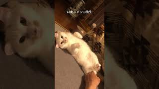 #cat #ねこのいる生活 #ニャンコ先生 #shorts