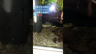 夜中の水槽で寝てるお魚を観察する日常。#shorts #水槽 #魚 #睡眠 コリたん大好き。