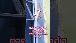 ଝିଟିପିଟି ଦେଖିବା ଶୁଭ କି ଅଶୁଭ #nitibani #anuchinta #shortsodia #janibakatha