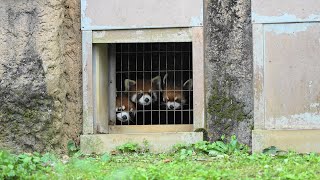 【多摩動物公園】なかなか外に出てこないレッサーパンダ親子　2023.6.23