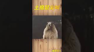 你肯定聽過的土撥鼠叫聲 RRRRRRRR~         #meme #迷因  #shorts #土撥鼠尖叫