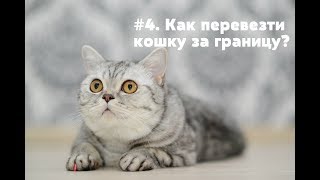 #4. Как перевезти кошку за границу?