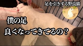 足を引きずる猫＃3　僕の足良くなってきてるの？